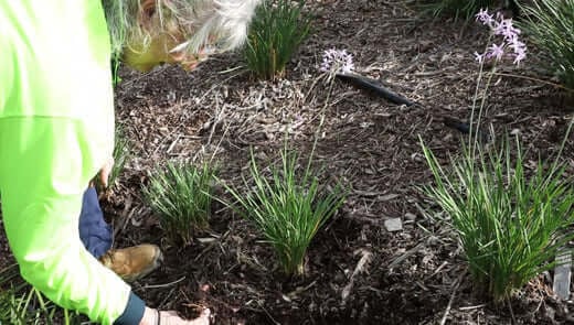 Gardening Tips and Information - TN Nursery