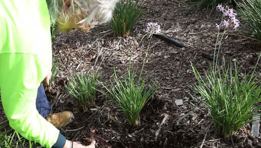 Gardening Tips and Information - TN Nursery