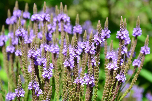 Growing and Harvesting Blue Vervain - TN Nursery