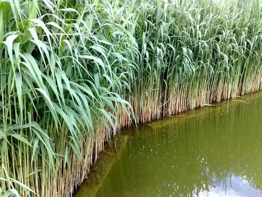 Best Water Plants for the Garden | TN Nursery - TN Nursery