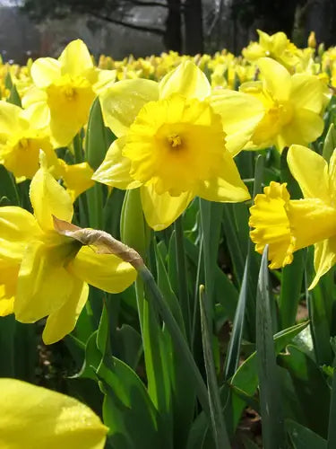 Daffodils: A Medicinal Wonder Plant - TN Nursery