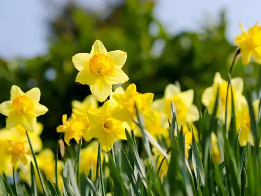 Daffodils - Facts, Info, and Symbols | - TN Nursery