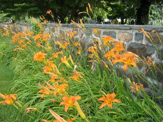 Daylily Flowers | Information | TN Nursery - TN Nursery