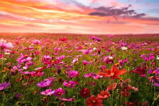 How To Plant a Garden For Autumn Beauty - TN Nursery