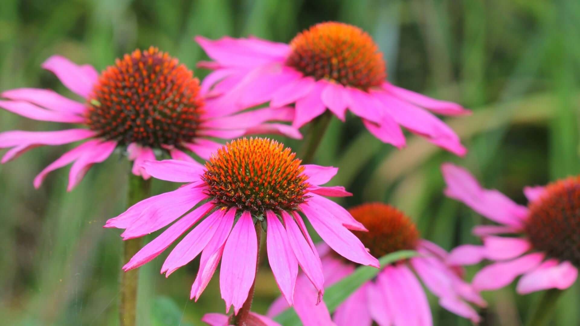 Exploring Echinacea Plant