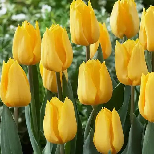Yellow Tulips 