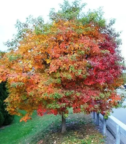 Sassafras Trees: An Interesting Native - TN Nursery