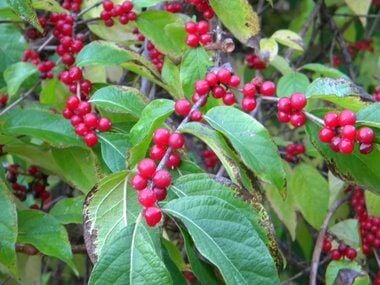 Top Selling Shrubs that Easily Grow - TN Nursery