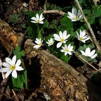 Bloodroot flowers | Native Plant Environmental Benefits 