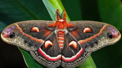 Dealing With Moths in 5 easy steps - TN Nursery
