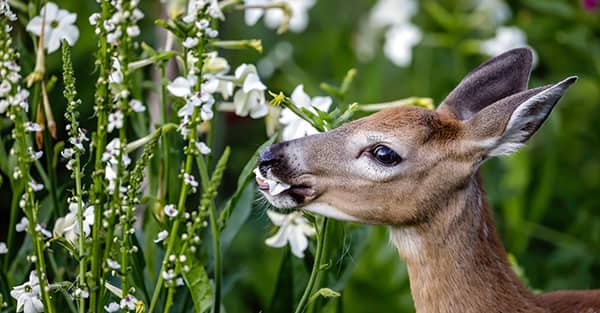 Deer Resistant Hardy Plants Perfect for Rural Gardens