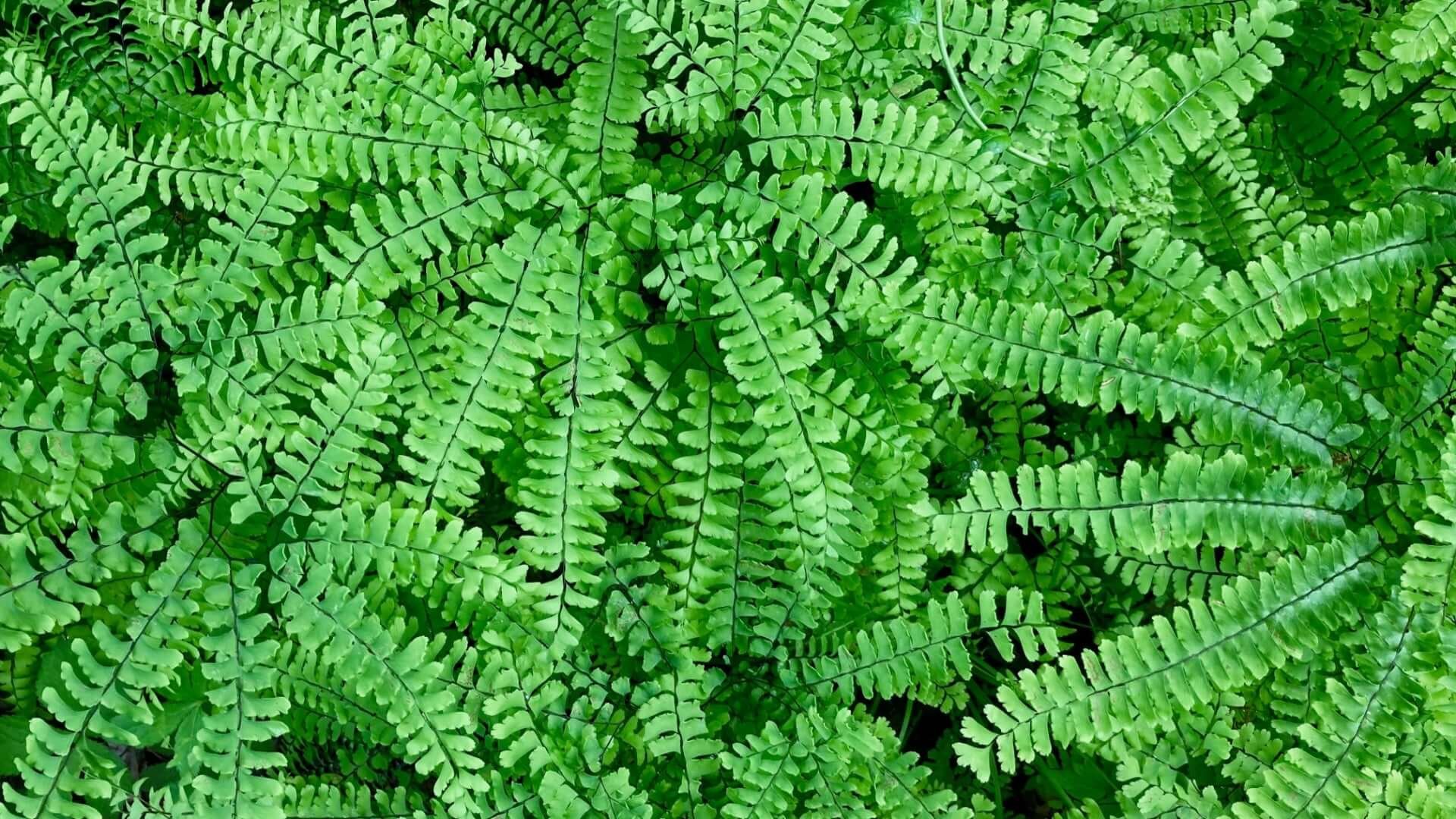 Maidenhair Fern