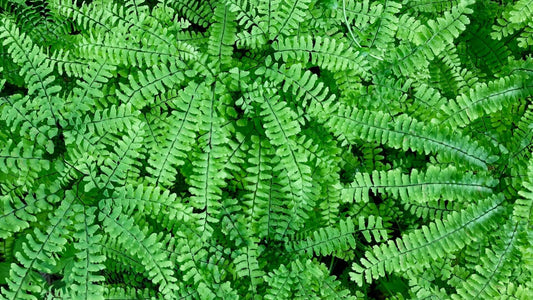 Maidenhair Fern
