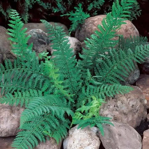 Designing a Low Maintenance Fern Garden: Tips and Suggestions - TN Nursery