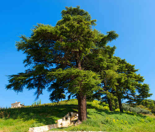 Different Types of Cedar Trees | TN Nursery - TN Nursery