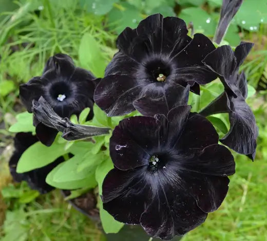 Do Black Flowers Actually Exist? - TN Nursery