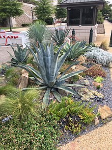 Do You Know What Xeriscaping Is? - TN Nursery