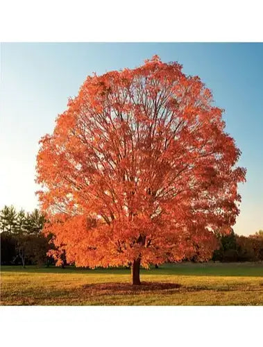 Sugar Maple Tree
