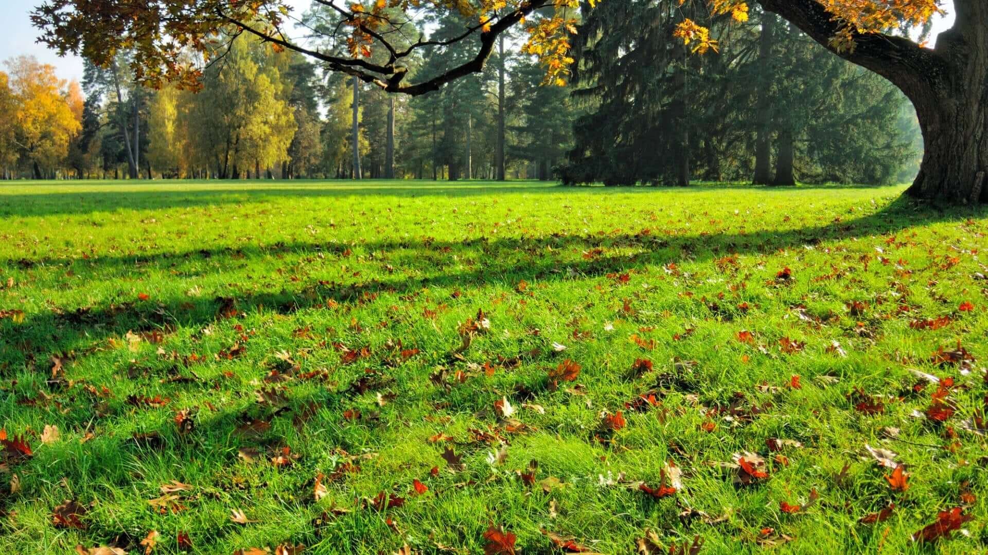 What to Do Daily In the Garden In Autumn? - TN Nursery