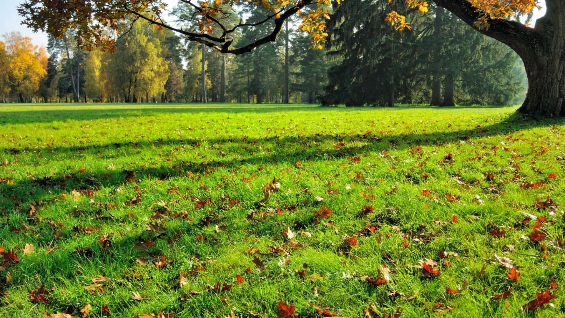 What to Do Daily In the Garden In Autumn? - TN Nursery