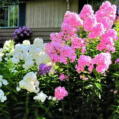 Colorful Perennial flowers - Perennial Plant Benefits In Landscaping