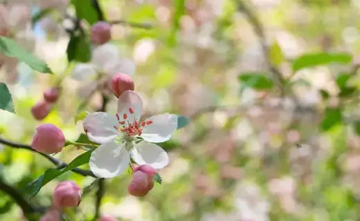 Crabapple Trees: Nature's Versatile Gems - TN Nursery