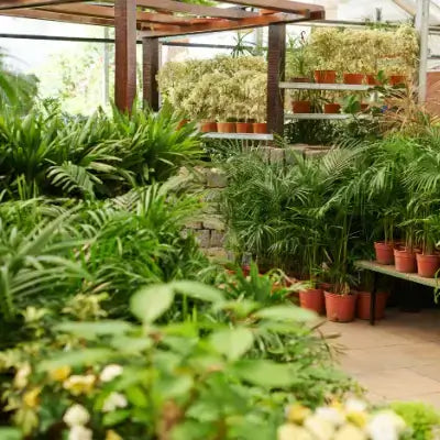 TN Nursery Reviews From our Faithful Customers - TN Nursery