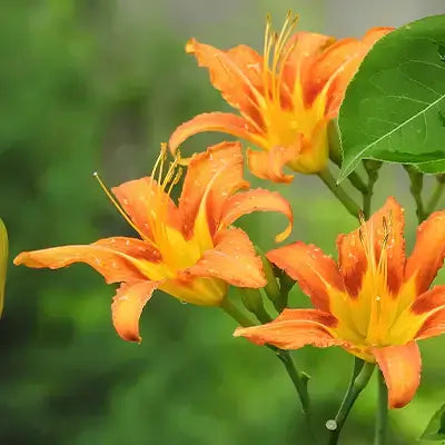 Unleashing the Vibrant Beauty of Orange Day Lilies: All You Need to Know - TN Nursery