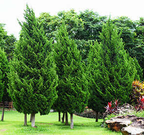 Nature's Fence: The Best Hedges for Privacy - TN Nursery