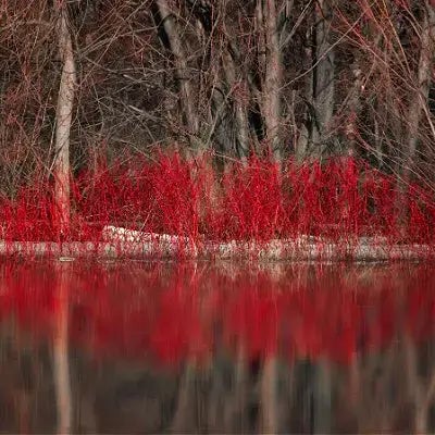 Red Osier Dogwood Shrub - TN Nursery