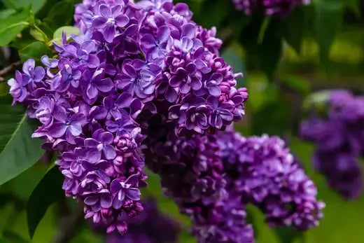 Muskogee Crepe Myrtle