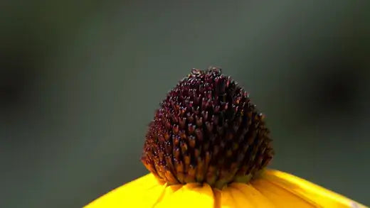A black-eyed Susan flower from TN Nursery