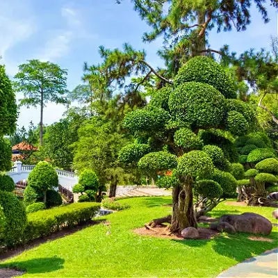 Selecting a Tree for Your Garden - TN Nursery