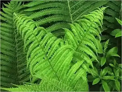 5 Unique Types Of Native Fern Plants - TN Nursery