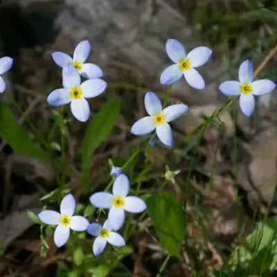 Bluets flowers at TN Nursery 