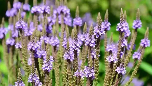 Blue Vervain Has a Rich Medicinal History - TN Nursery