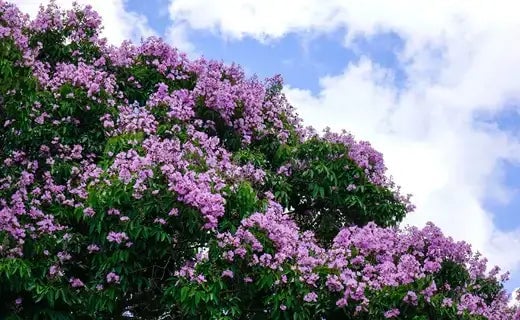 Twilight Crepe Myrtles - TN Nursery
