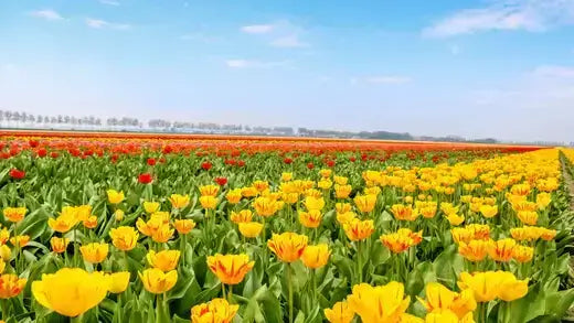The Significance of The Yellow Tulip - TN Nursery
