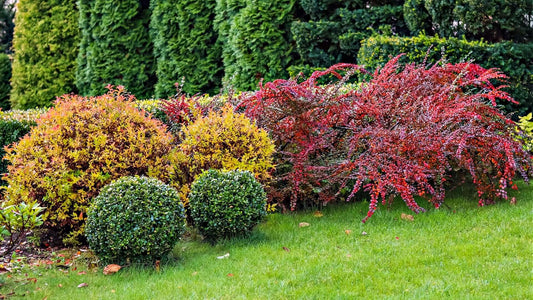Exploring the Enchanting World of Exotic Native Shrubs in the United States - TN Nursery