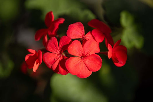 Choosing Part Sun and Shade Perennials for Your Garden