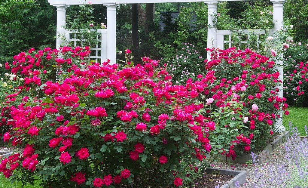 Are You Thinking Roses? | TN - TN Nursery