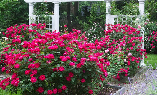 Are You Thinking Roses? | TN - TN Nursery