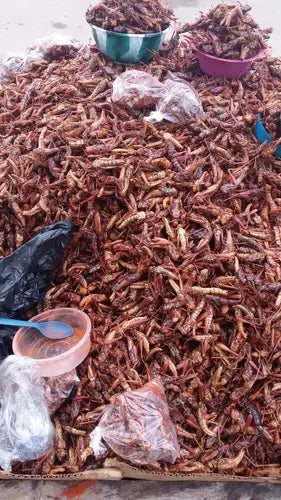 Edible Insects | Facts and Information - TN Nursery