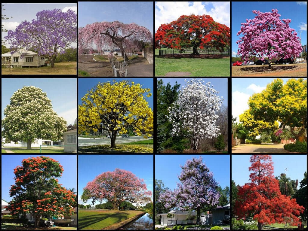 Why Buy at TN Online Nursery? - TN Nursery