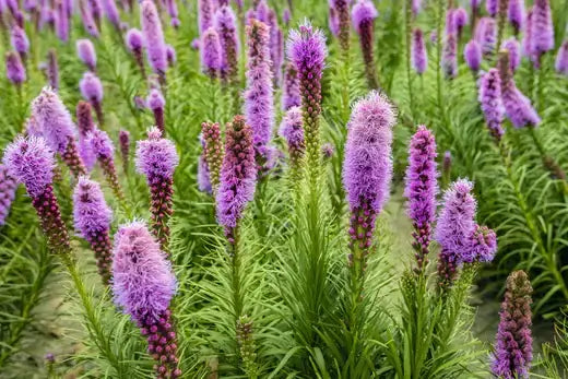 A Beginners Guide To Growing Perennials - TN Nursery