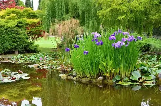 How To grow Wetland Plants - TN Nursery