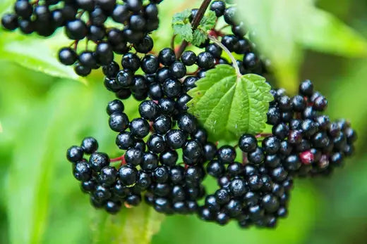 Elderberry Trees' Medicinal Uses In The 21st Century - TN Nursery