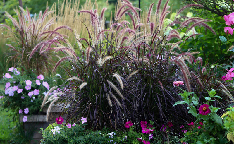 Elevate Your Outdoor Haven: Dive into a World of Lush Gardening Plants - TN Nursery