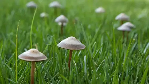 Eliminate Mushrooms your garden - TN Nursery