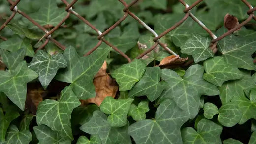 English Ivy Plant: A Superb Climber - TN Nursery